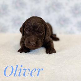 Oliver - Chocolate male Goldendoodle puppy in Dallas County, Texas from Dream A Little Doodle