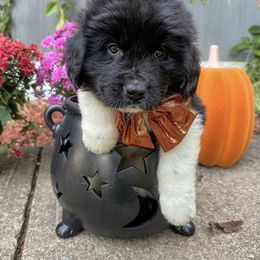 Assorted Doodle Crosses, Newfoundland, and Sheepadoodle Puppies from Sweet Creek Pups