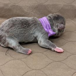 Girl 2 - Liver female French Bulldog puppy in Amarillo, Texas from Bomb City Bulldogs
