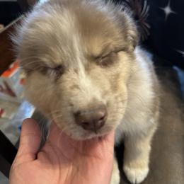 Boy 1 - Red merle male Australian Shepherd puppy in Spring Creek, Nevada from Knotts Dalmatians/Australian Shepherds