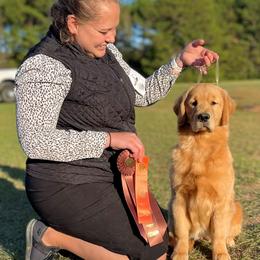 Golden Retriever Puppies from Aubergine Goldens