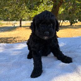 Zelda F1B - Black phantom female Aussiedoodle puppy in Oklahoma City, Oklahoma from Foneb Farm - The F1B Farm