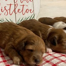 Aussiedoodles and Goldendoodles from Delaryedoodles
