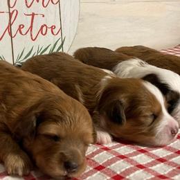 Aussiedoodles and Goldendoodles from Delaryedoodles