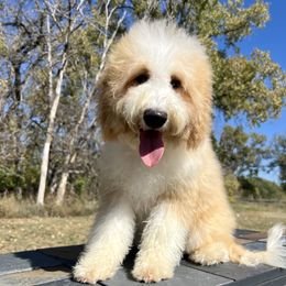 Mabel - Sable female Bernedoodle puppy in Sioux Falls, South Dakota from WhiskeyCreek Doodles