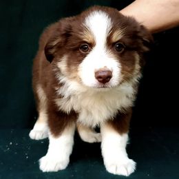 Australian Shepherds from Hillside Aussies