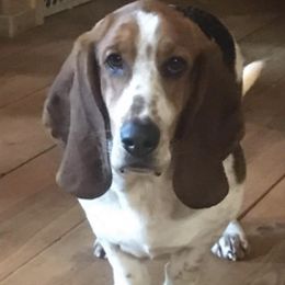 Basset Hounds from Holly's Bassets