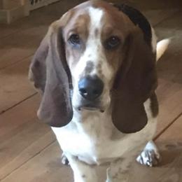 Basset Hounds from Holly's Bassets