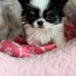 Gizmo - Black and white male Chihuahua puppy in Westminster, Colorado from VanityPom’s