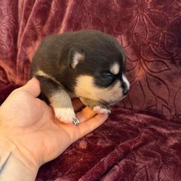 Becca - Tri-color female Pomsky puppy in La Vergne, Tennessee from Atencio Pomsky