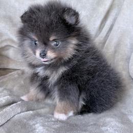 Summer - Blue and tan female Pomeranian puppy in Coleman, Oklahoma from Pretty Poms