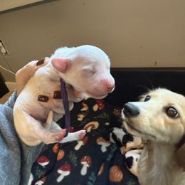 Purple - Cream male Dachshund puppy in Spotsylvania Courthouse, Virginia from Doma Za Dachshunds