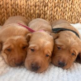 Blue - Yellow male Labrador Retriever puppy in Oklahoma City, Oklahoma from H & H Retrievers