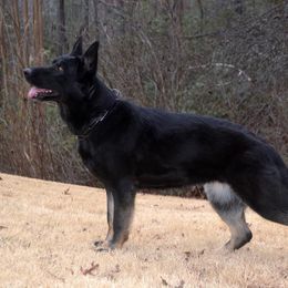 Gunnie - German Shepherd