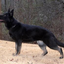 Gunnie - German Shepherd