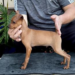 Puppy red boy - Red male Miniature Pinscher puppy in Stockton, California from Toykeeper's Kennel