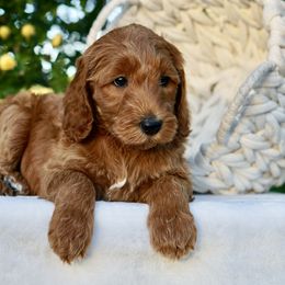 Goldendoodle Puppies from Puppy Love