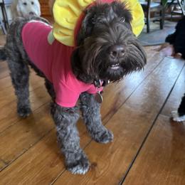 Portuguese Water Dog All Grown Up from Melissa Wagle