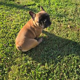 French Bulldog puppies from Diamond Dreams French Bulldogs