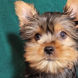 Companion Crosses, Miniature Schnauzers, and Yorkshire Terriers from Puppy Sugars Kennels