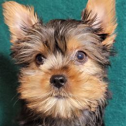 Companion Crosses, Miniature Schnauzers, and Yorkshire Terriers from Puppy Sugars Kennels