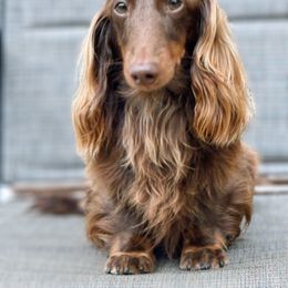 Oscar - Dachshund