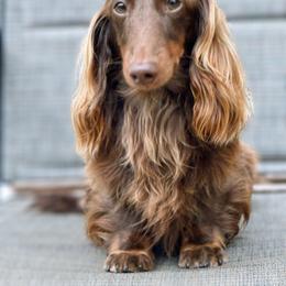 Oscar - Dachshund