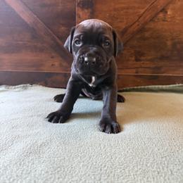 Cane Corso Puppies from Cowan Farms