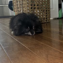 Shadow - Pomeranian
