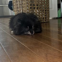 Shadow - Pomeranian