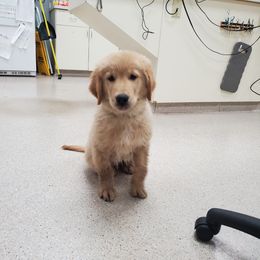 Golden Retriever Puppies from Ramblin Gypsy Ranch
