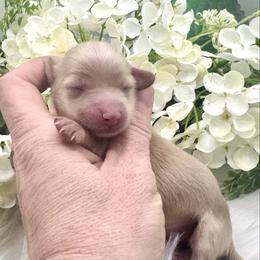 Blair - Cream female Dachshund puppy in Exeter, California from Sawtooth Miniature Dachshunds