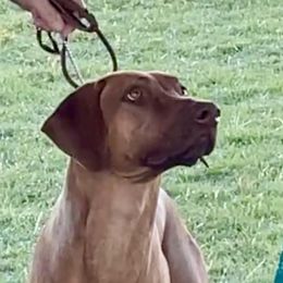Tawny - Rhodesian Ridgeback