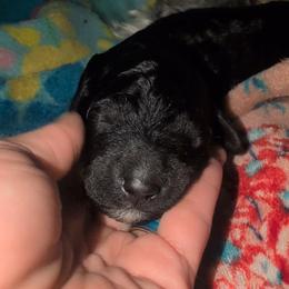 Ginny - Black female Sheepadoodle puppy in Austin, Texas from Darling Doodles