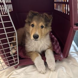 Collie Puppies from Little Apple Collies, Dazey, ND