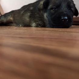 German Shepherd Puppies from EshelmanSchwitz German Shepherd Dogs