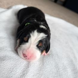 Girl 2 - Black, white and red female Greater Swiss Mountain Dog puppy in Reinholds, Pennsylvania from Stonebridge Swissies