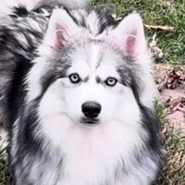 Koda - Pomsky