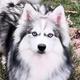 Koda