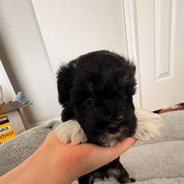 Flounder - Black and silver male Miniature Schnauzer puppy in Bixby, Oklahoma from The beansprouts