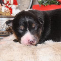 Cherie - Black tri-color female Australian Shepherd puppy in Kirksville, Missouri from BellSharps Australian Shepherds
