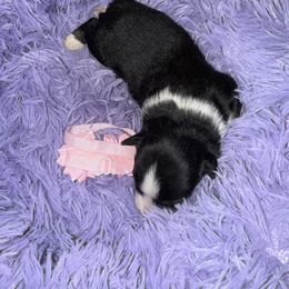 Black tri female - Black tri female Miniature Australian Shepherd puppy in Graham, North Carolina from Thompson Farm Mini Aussies