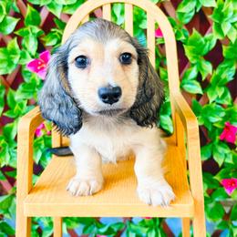 Dreamer 3750 - Cream male Dachshund puppy in Sylvania, Alabama from Yancey’s Doxies