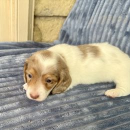 Dachshund Puppies from AZ House Of Doxies
