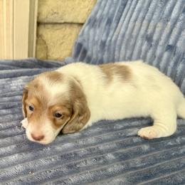 Dachshund Puppies from AZ House Of Doxies
