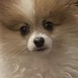 Pomeranians from Puppy Pomeranians