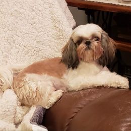 Shih Tzu Puppies from Jazzie Shih Tzu