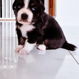 Australian Shepherd Puppies from Caramel Bliss Kennel - East Coast Aussies