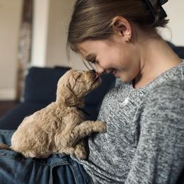 Goldendoodle Puppies from Doodifuldoods