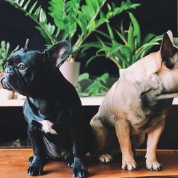 French Bulldog All Grown Up from Freeline Frenchies